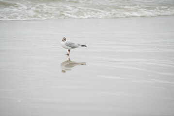 grey seagulls on the beach
