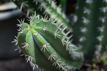 beautiful cactus in the garden