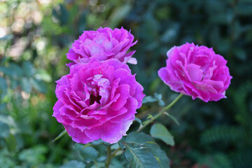 紫の薔薇、シェエラザード