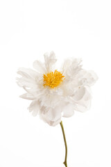 peony flower on the white