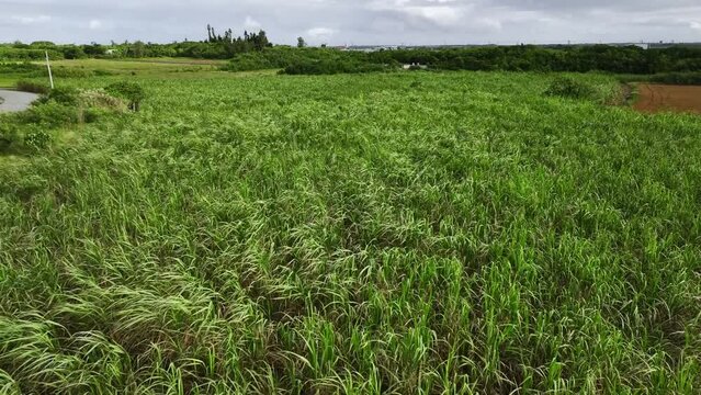 沖縄 サトウキビ畑 4Kドローン 空撮