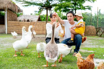 Goose try to eat vegetable from Asian father come to relax in farm with his family. Concept of good activity for happy lifestyle of parent.
