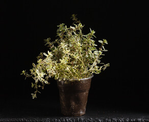 thyme in the pot on dark background