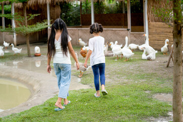 Back of two little girls fun to play in farm with goose and duck during holiday of their family.