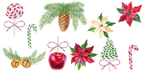 Big watercolor Christmas set of elements. Traditional sweets and poinsettia. Coniferous twigs with cones and lollipops. New Year clipart.
