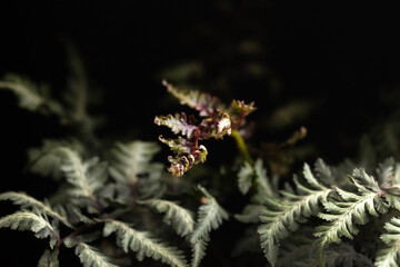 Fern leaf close-up. Herbal natural background.