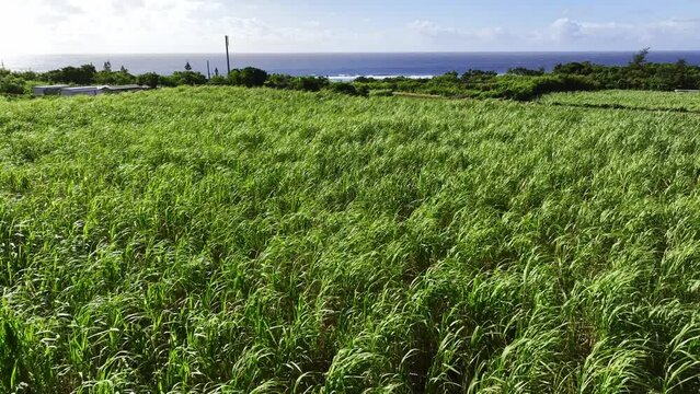沖縄 サトウキビ畑 4Kドローン 空撮