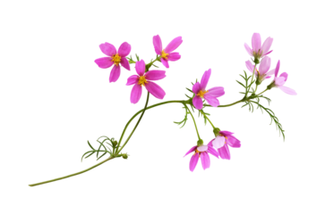 Pink cosmos flowers in a floral arrangement isolated on white or transparent background