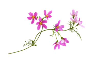 Poster Pink cosmos flowers in a floral arrangement isolated on white or transparent background © Ortis