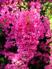 Blooming bougainvillea plant with pink flowers, in Glyfada, Greece