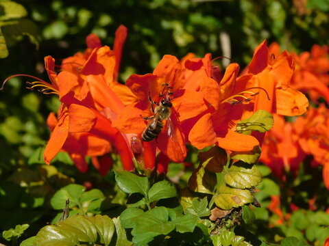 Cape honeysuckle, or Tecoma capensis orange flowers, and a honey bee, or Apis mellifera