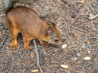 Squirrel in autumn or spring with nut on the green grass with fallen yellow leaves