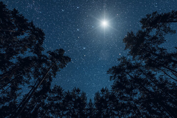 Fototapeta premium a Night sky in a pine forest at Christmas day