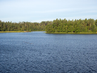 landscape with a flock of loons