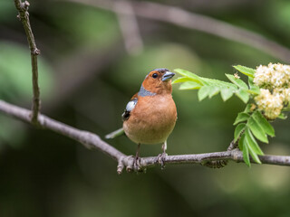 Common chaffinch, Fringilla coelebs, sits on a branch in spring on green background. Common chaffinch in wildlife.