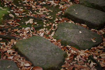 飛び石と落ち葉