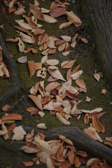 東京赤坂氷川神社境内の落ち葉