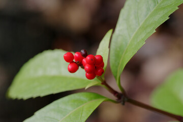 センリョウの赤い実と緑の葉っぱ