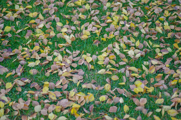たくさんの落ち葉が芝生に降り積もっている
