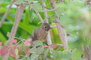 茂みにいるジョウビタキ