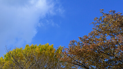 Fototapeta premium Autumn leaves in full bloom, beautiful gradation of maple, landscape background of blue sky and autumn leaves, maple picking, autumn and winter