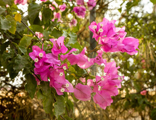 Nature  in the Mekorot HaYarkon Gan Leumi Yarkon, located near the city of Petah Tikva in the center of Israel