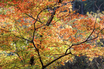 あきる野市、広徳寺境内の紅葉、赤黄オレンジのカラフルに色づいたモミジの葉