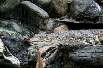 This is a photo of an estuarine crocodile with the Latin name Crocordilus porosus in the zoo.