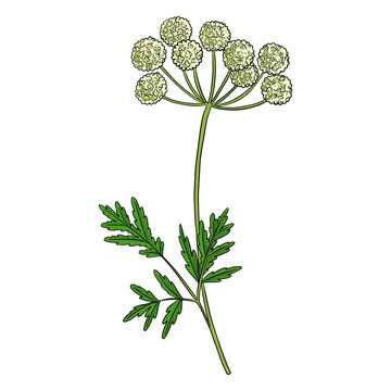 vector drawing plant of Szechuan lovage, Ligusticum striatum, herb of traditional chinese medicine, hand drawn illustration
