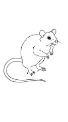 Rat linear black and white illustration. Vector outline rodent in a black and white minimalist linear artsyle. Design for coloring page, tattoo design, logo, etc.