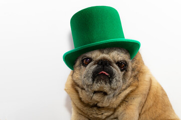 St. Patrick's Day. Pug dog in a leprechaun hat on a white background.
