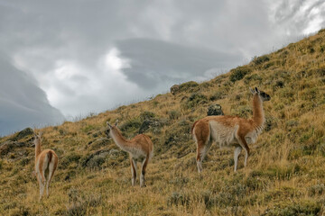 Naklejka na ściany i meble Chile – llamas in the mountains.