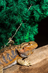 bearded dragon