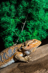 bearded dragon
