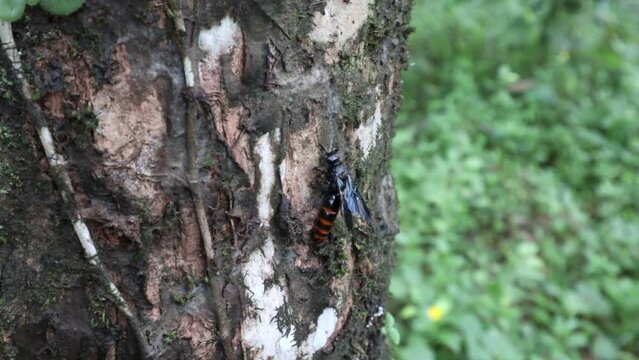 A black wasp with orange stripes on the abdomen is climbing up on the surface of a coconut trunk
