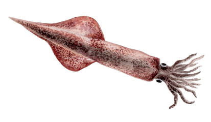 ヤリイカ 手描き水彩画