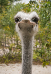 funny ostrich, comedian smiling, surprised