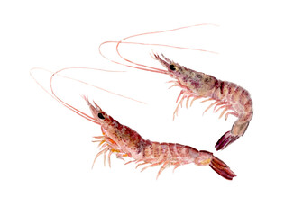 ヨシエビ 手描き水彩画