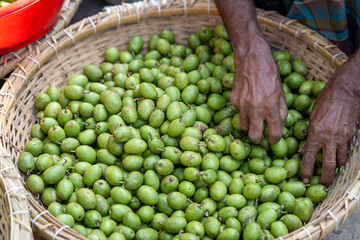 Sorting olive Green olives 09-11-2022