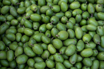 Sorting olive Green olives 09-11-2022