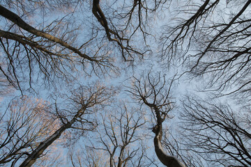 trees from below at autum