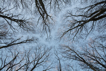 trees from below at autum