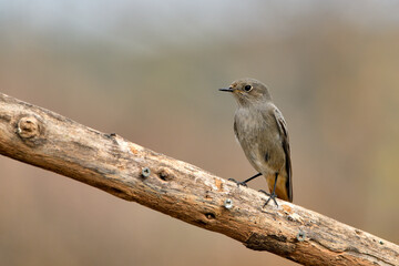colirrojo tizón (Phoenicurus ochruros)​ en una rama 