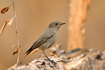 colirrojo tizón hembra (Phoenicurus ochruros)​ posado en el suelo del bosque