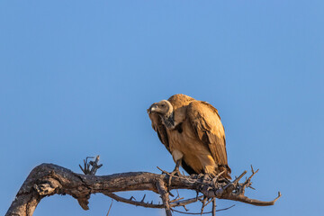 White-backed vulture (Gyps africanus) in a tree, Timbavati Game Reserve, South Africa.