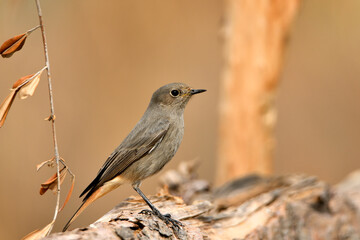 colirrojo tizón hembra (Phoenicurus ochruros)​ posado en el suelo del bosque