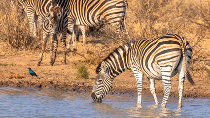 Fototapeta na wymiar Herd of plains zebra, equus quagga, equus burchellii, common zebra at a waterhole, Timbavati Game Reserve, South Africa.