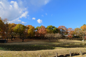 Fototapeta premium Autumn leaves in full bloom, beautiful gradation of maple, landscape background of blue sky and autumn leaves, maple picking, autumn and winter