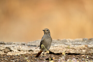 colirrojo tizón hembra (Phoenicurus ochruros)​ posado en el suelo del bosque
