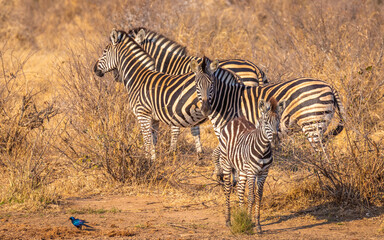 Small zebra foal in a herd of plains zebra, equus quagga, equus burchellii, common zebra, Timbavati Game Reserve, South Africa.